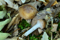 Cortinarius cylindripes