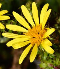 Cullumia setosa setosa