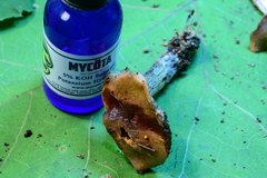 Cortinarius cylindripes