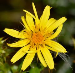 Cullumia setosa setosa