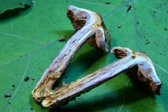 Cortinarius cylindripes