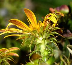 Cullumia setosa setosa