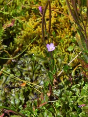 Epilobium alsinifolium