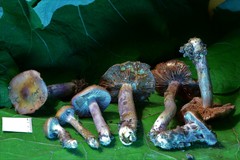 Cortinarius cylindripes