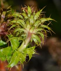 Cullumia setosa setosa