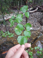 Betula platyphylla
