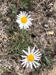 Aphanostephus ramosissimus