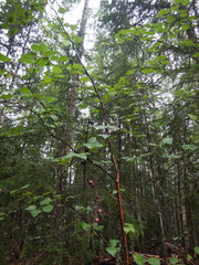 Betula platyphylla