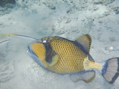 Titan Triggerfish