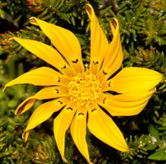 Gazania maritima
