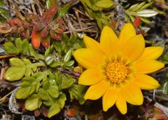 Gazania maritima