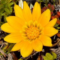 Gazania maritima
