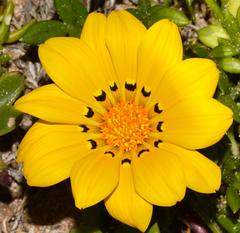 Gazania maritima