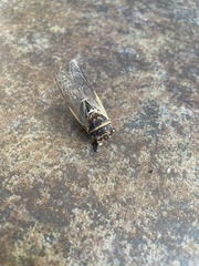 Diceroprocta cinctifera