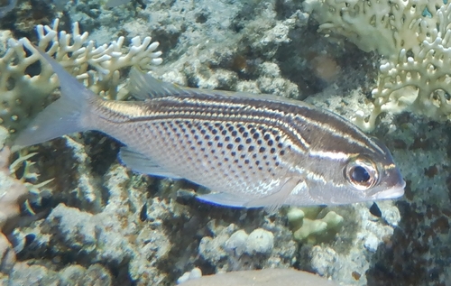Arabian Monocle Bream
