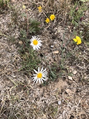 Aphanostephus ramosissimus