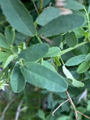 Melilotus albus