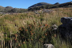 Liparia splendens splendens