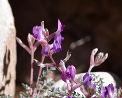 Astragalus amphioxys