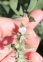 Salvia apiana × mellifera