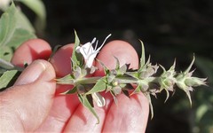 Salvia apiana × mellifera