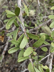 Castela galapageia