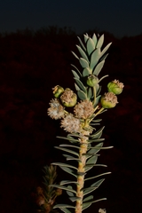 Euryops lateriflorus