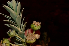 Euryops lateriflorus