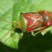 Birch Shield Bug - Photo (c) Andrew Meeds, some rights reserved (CC BY), uploaded by Andrew Meeds