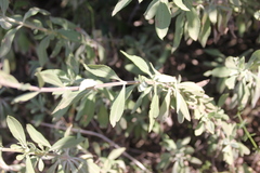 Salvia apiana × mellifera