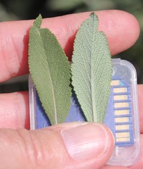 Salvia apiana × mellifera