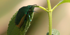 Cotinis mutabilis