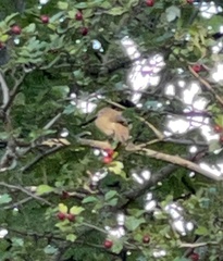 Troglodytes troglodytes