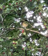 Troglodytes troglodytes