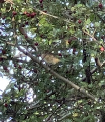 Troglodytes troglodytes