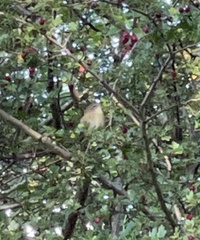 Troglodytes troglodytes