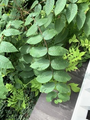 Juglans nigra