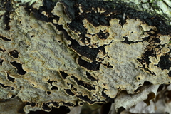 Dentocorticium portoricense