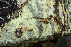 Dentocorticium portoricense