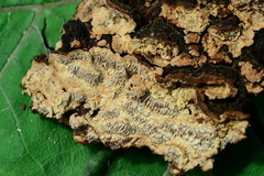 Dentocorticium portoricense