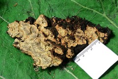 Dentocorticium portoricense
