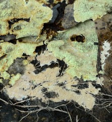 Dentocorticium portoricense
