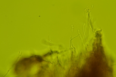 Dentocorticium portoricense