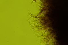 Dentocorticium portoricense