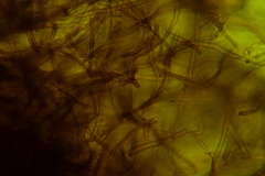 Dentocorticium portoricense
