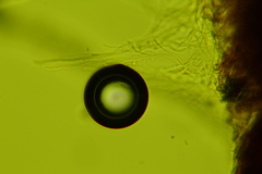 Dentocorticium portoricense