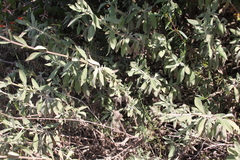 Salvia apiana × mellifera