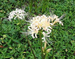 Lycoris × albiflora
