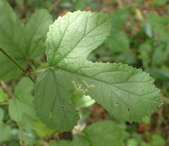 Hibiscus pedunculatus