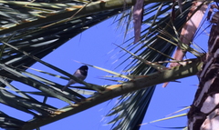 Junco hyemalis
